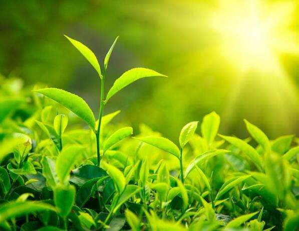 茶水中農藥殘留的影響