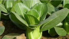 油菜中的農(nóng)藥殘留該如何檢測(cè)?