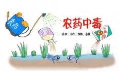 合適的蔬菜如何來選擇?