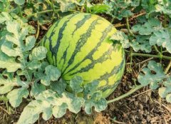如何購買高性價(jià)比的農(nóng)藥殘留速測(cè)儀？